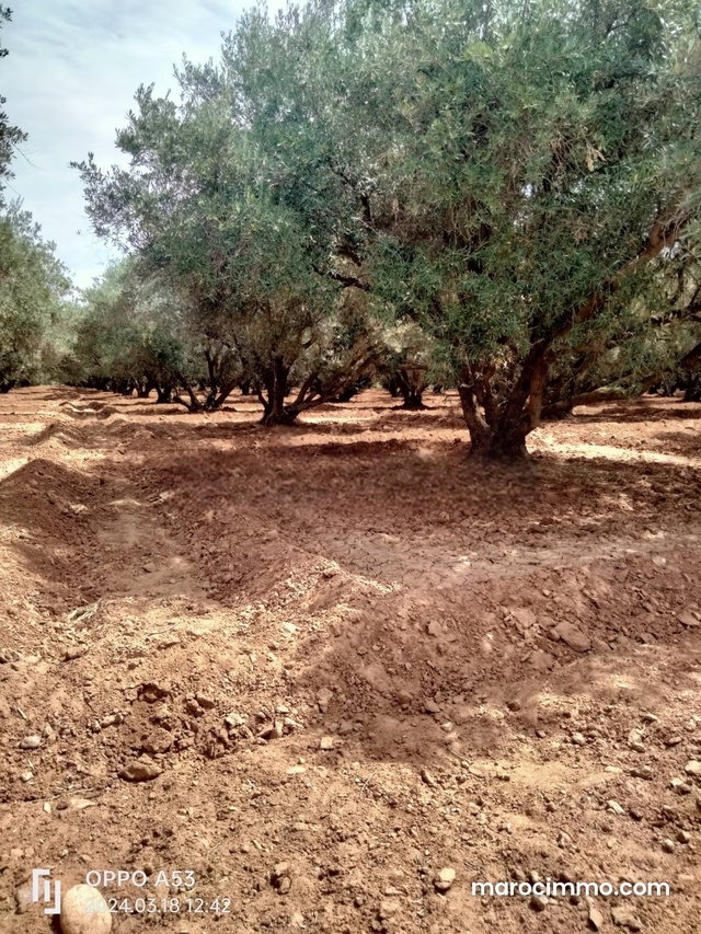 Vente Terrain agricole à route de fès — 2