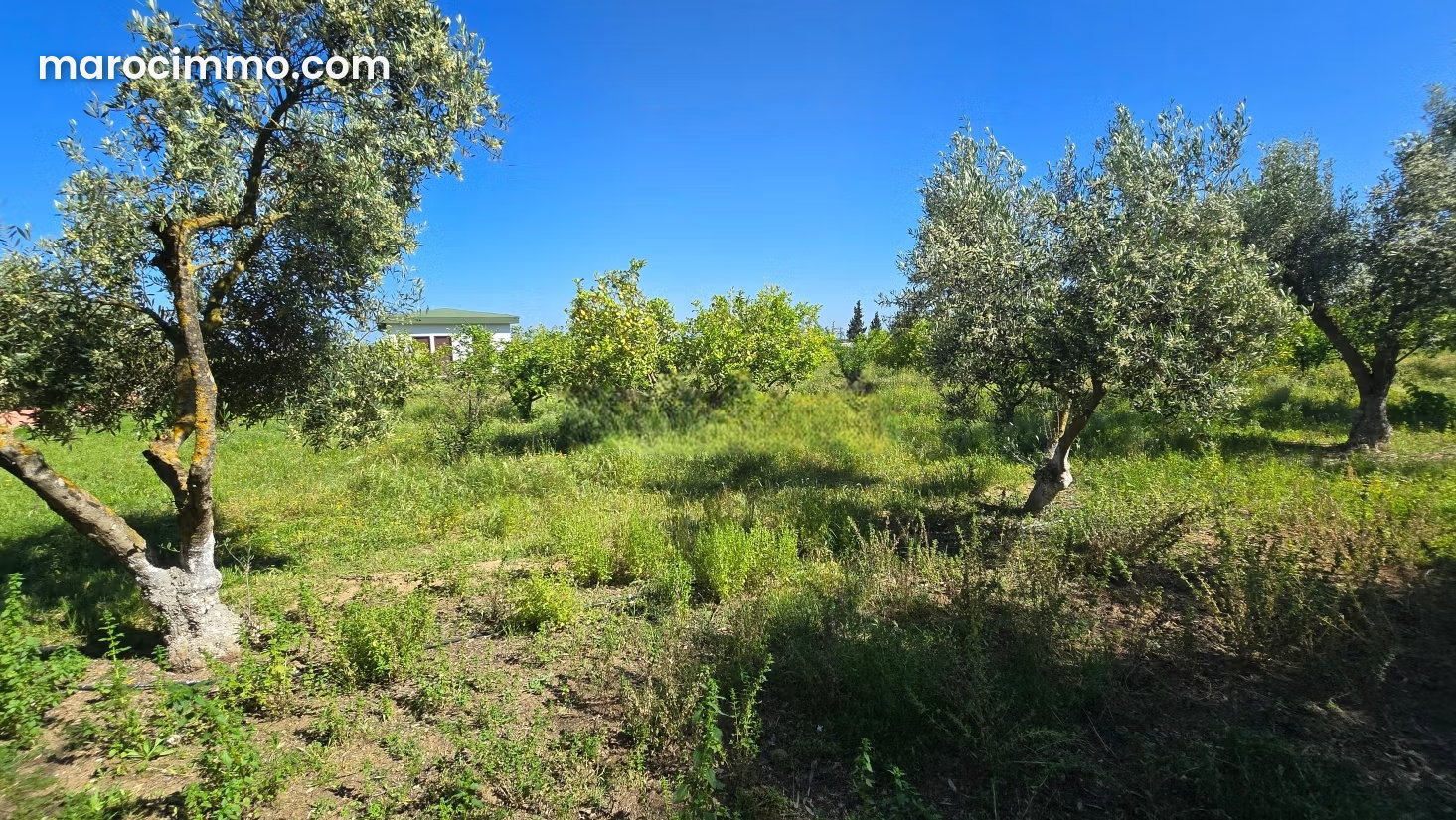 30-hectare agricultural farm for sale in Sidi Allal El Bahraoui — Sidi Allal El Bahraoui