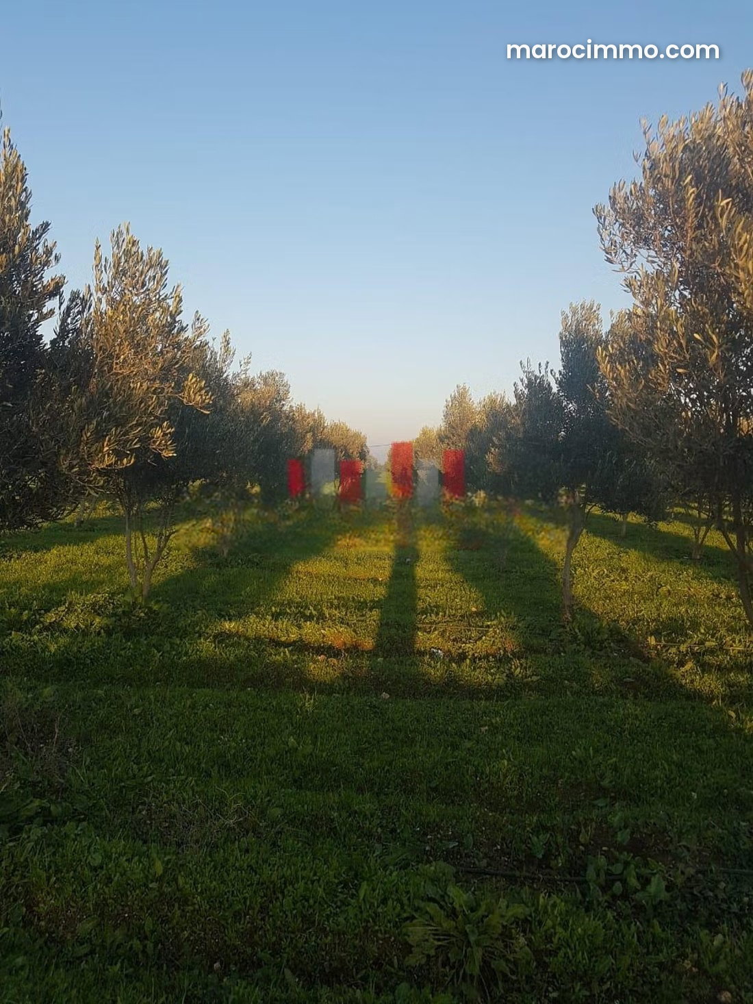 Villa 5 chambres sur 2,16 hectares d'oliviers, Berrechid — Berrechid