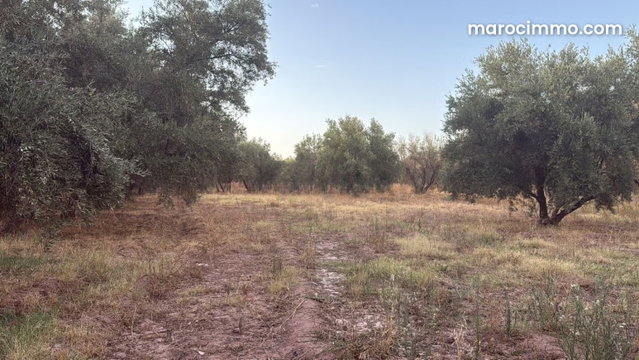 2.5 Hectare Land Plot on Ourika Road — 3