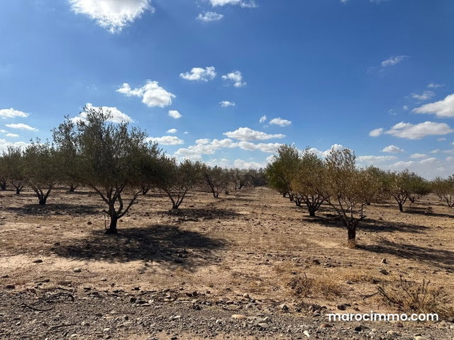 Terrain à vendre à Sidi Abdallah Ghiat. Surface de 200000 m² — 5