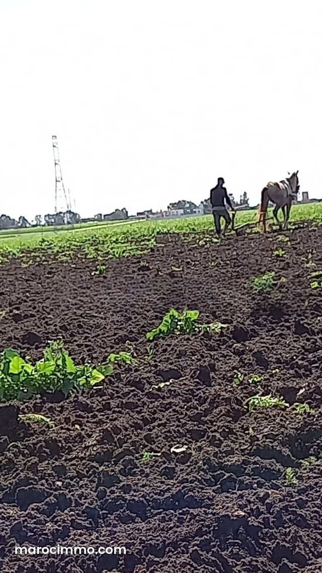 Terrain agricole à vendre à El Gara Benslimane — 2