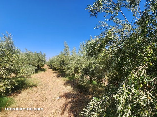 Terrain à vendre à Route de Tahanaout. Superficie 110000 m² — 3