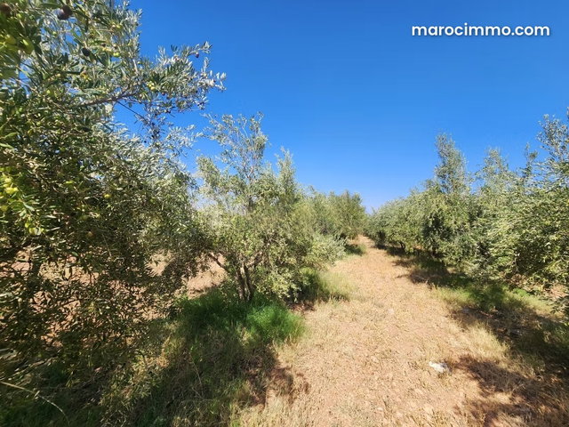 Terrain à vendre à Route de Tahanaout. Superficie 110000 m² — 5