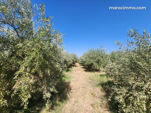 Terrain à vendre à Route de Tahanaout. Superficie 110000 m² — 4