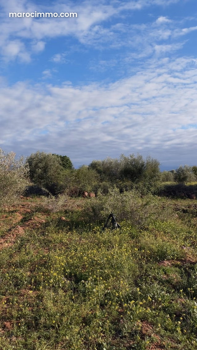 Terrain en vente à Sidi Abdallah Ghiat. Surface totale 14991 m² — 3