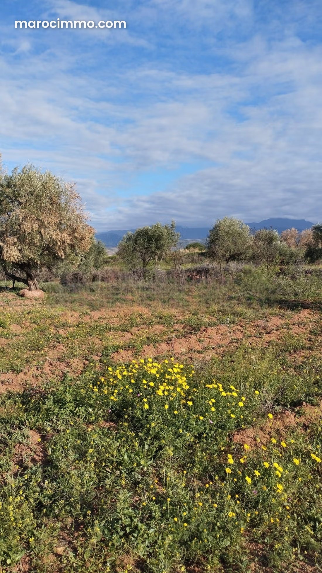 Nearly 1.5-Hectare Plot of Land for Sale in Sidi Abdallah Ghiat — Sidi Abdallah Ghiat