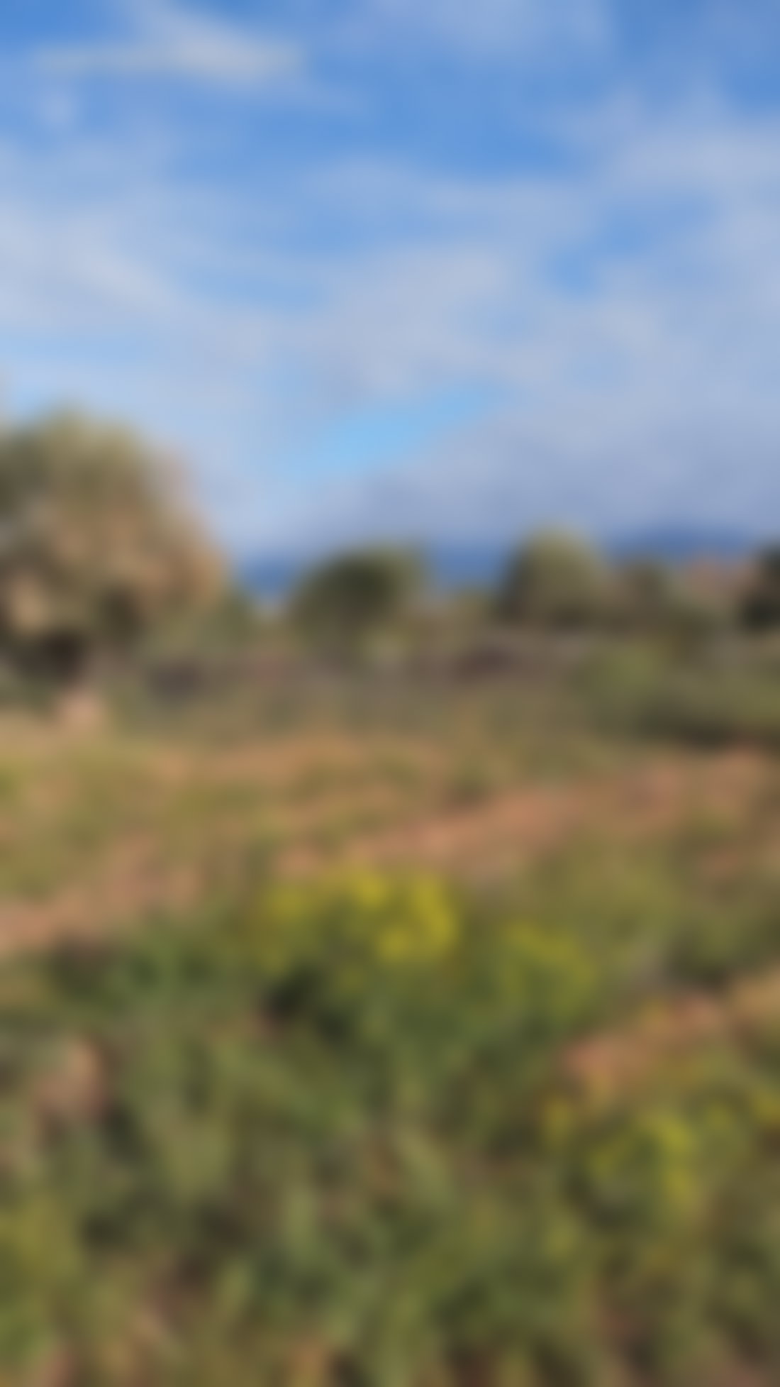 أرض واسعة للبيع في سيدي عبد الله غيات