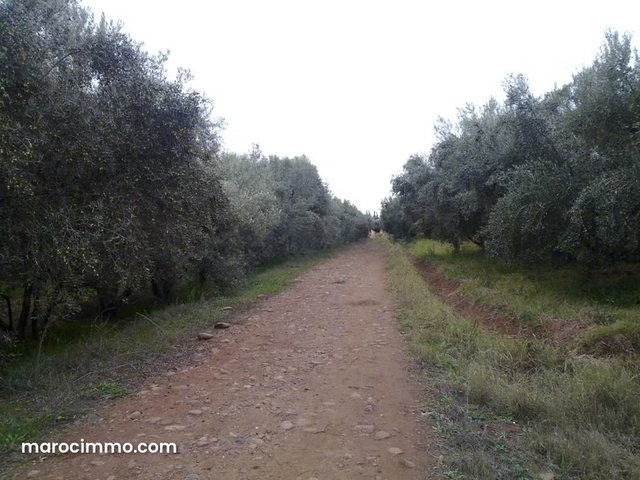 Rare Opportunity: 32 Ha Agricultural and Tourist Farm near Marrakech — 3