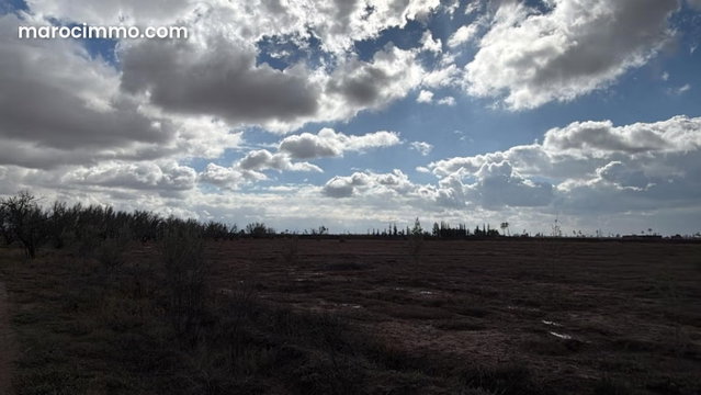 Exceptionnel terrain titré de 4 ha avec oliveraie — 4