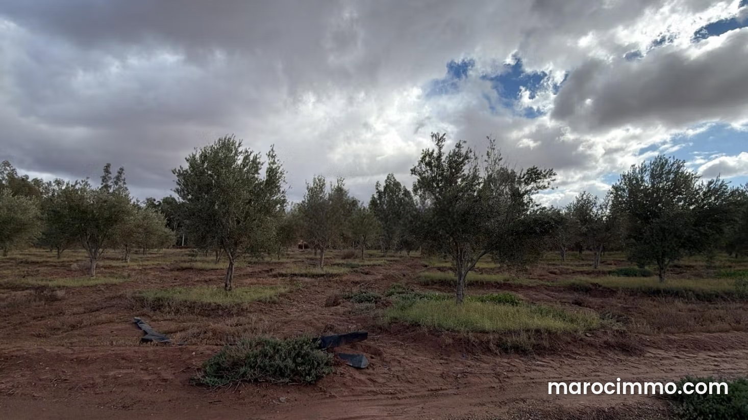 Ferme avec oliveraie à vendre Route de Fès Marrakech — Marrakesh