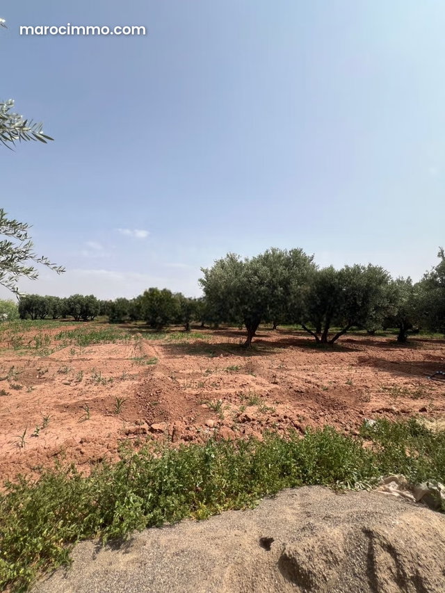 Ferme 2 hectares a vendre RT de Fès Marrakech — 5