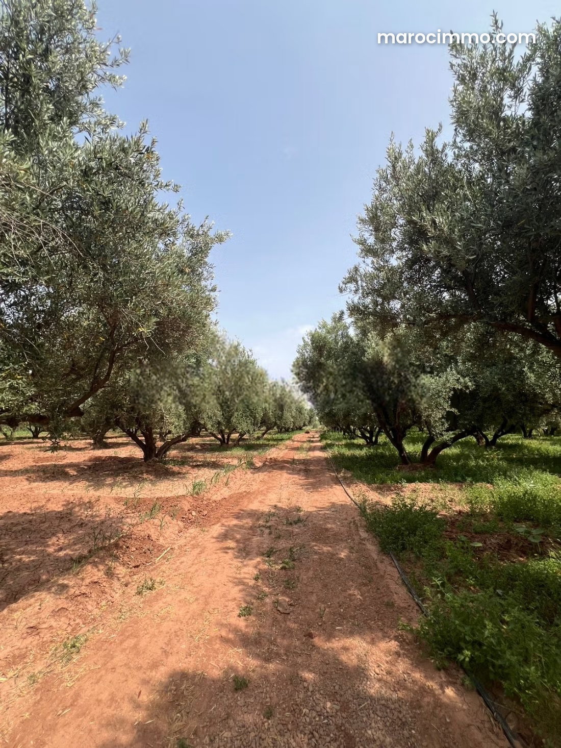 12-Hectare Farm with Villa in Sidi Abdellah Ghiat, Marrakech — Marrakesh