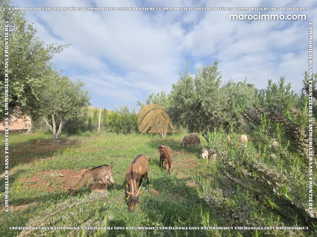 Ferme à vendre — 1 hectare Tidili Km 35, Marrakech — 3