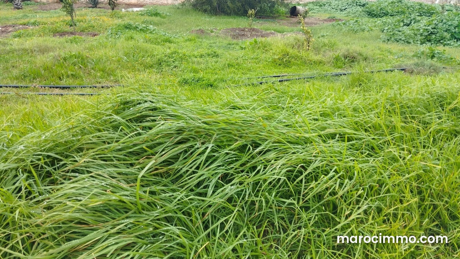 1,000 m² Plot of Land in Ghazoua, Essaouira – An Opportunity Not to Be Missed — Essaouira