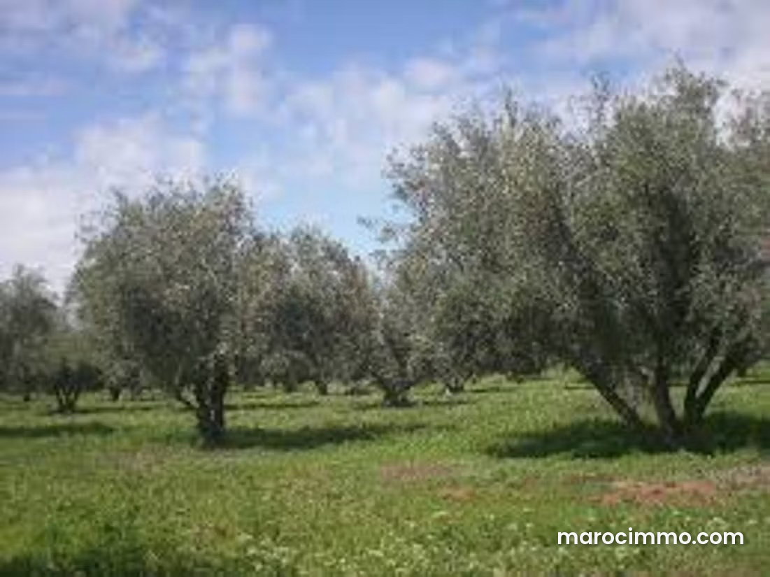 11-Hectare Plot of Land for Sale on the Route de Tahanaoute, Marrakech — Marrakesh