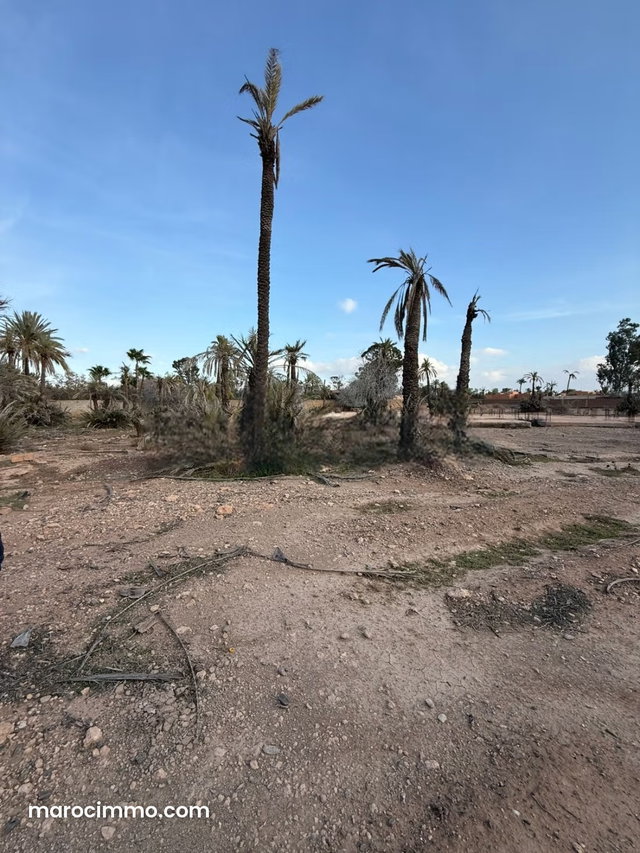 Terrain palmeraie Marrakech — 4