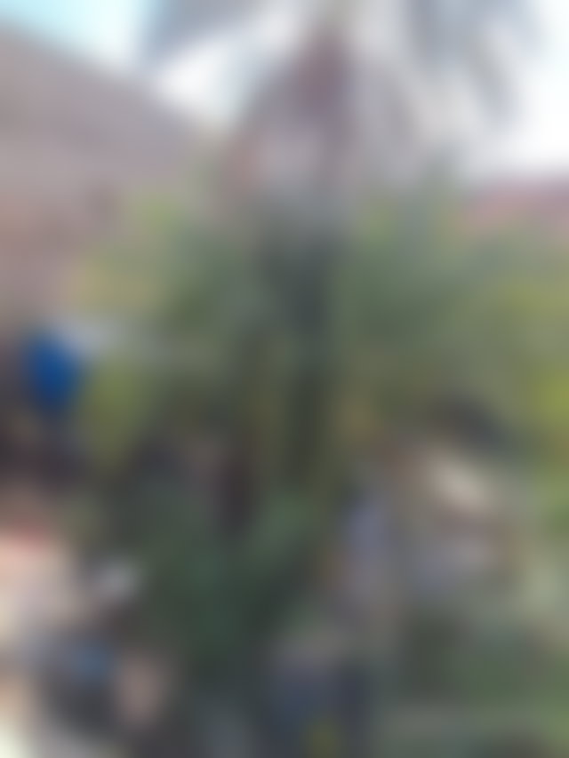 Terrain titré 250 m² au cœur de la Médina, Marrakech — 2
