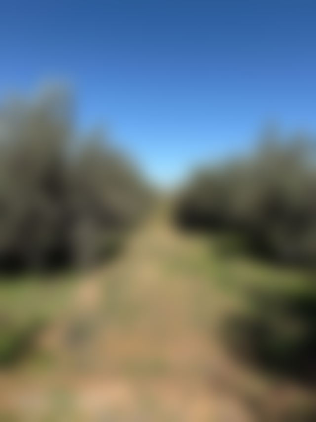 11.5-hectare Agricultural Land on Marrakech's Route de Fès — Marrakesh