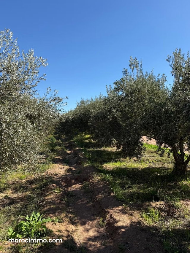 Agricultural Opportunity to Seize — 2