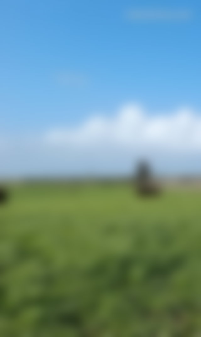 Ferme de 5 hectares vue mer, Bir Jdid — 2