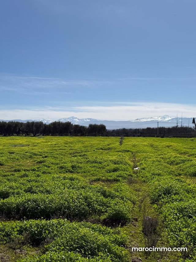 Land for Sale on Main Road — 3