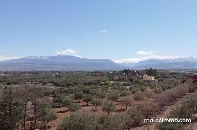 Terrain planté d'oliviers Route de l'Ourika — Marrakech