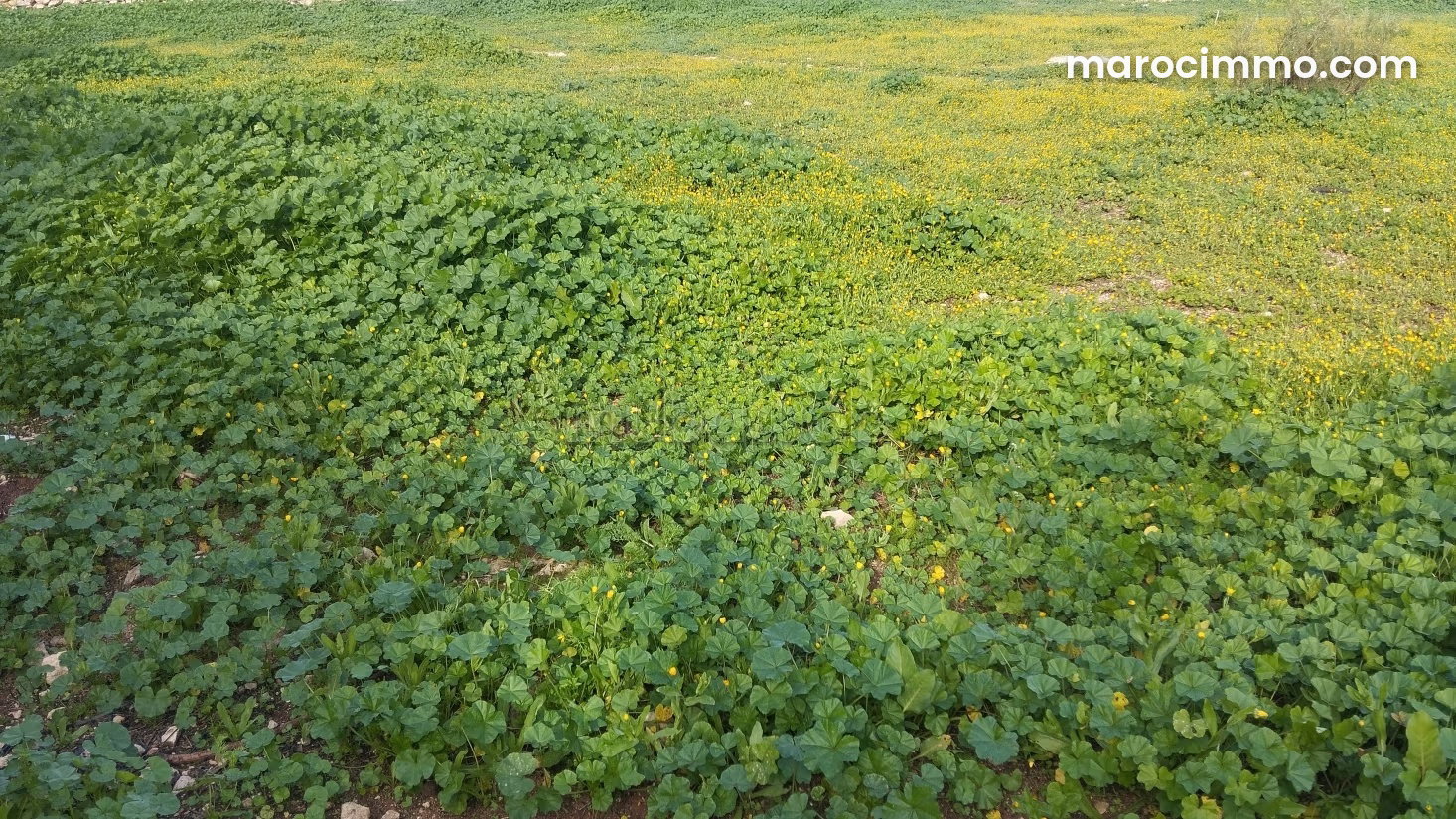 Large 5,200 m² plot of land in Douar Laarab, Essaouira — Essaouira