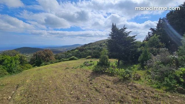 Land for sale – Nouinouiche – 4,250 m² — 3