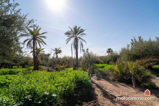 Terrain à bâtir à la Palmeraie à vendre Marrakech — 3