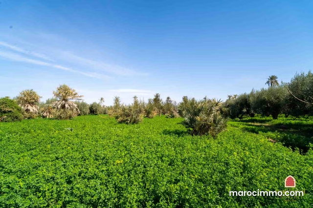Terrain à bâtir à la Palmeraie à vendre Marrakech — 5