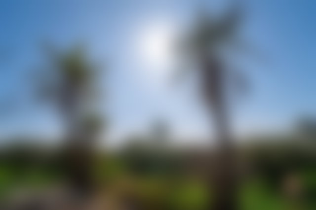37,500 m² Plot in the Palmeraie, Marrakech, with Registered Title Deed — 4