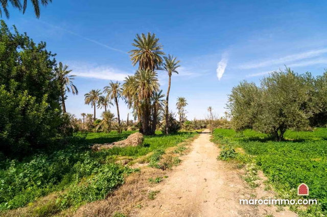 Terrain à bâtir à la Palmeraie à vendre Marrakech — 2