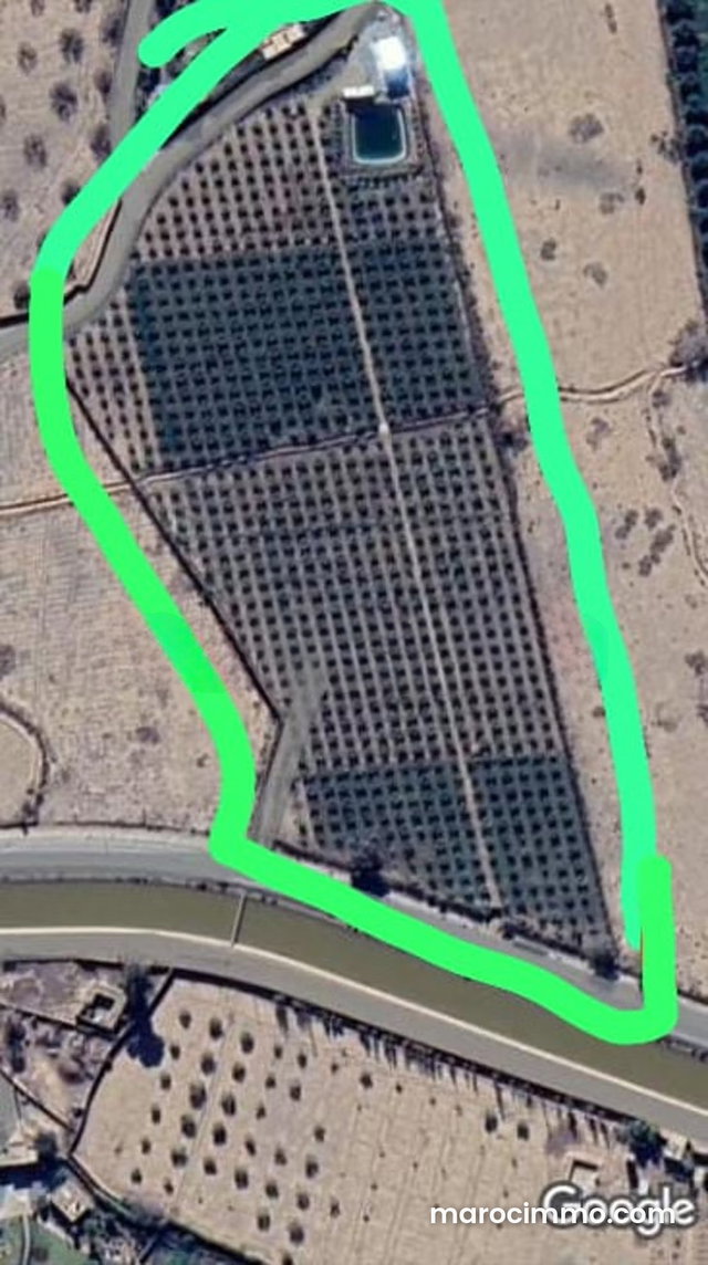 À VENDRE – Terrain d’oliviers 2,5 hectares – Route de l’Ourika, Marrakech — 2