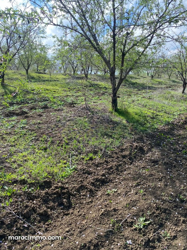 Agréable ferme à vendre à Ain Bida. Superficie 860000 m² — 3