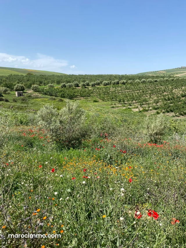 Agréable ferme à vendre à Ain Bida. Superficie 860000 m² — Ain Bida