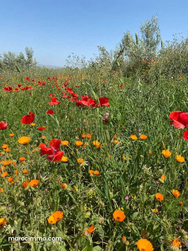 Agréable ferme à vendre à Ain Bida. Superficie 860000 m² — 4