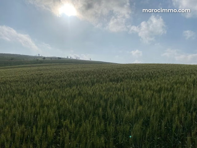 Agréable ferme à vendre à Ain Bida. Superficie 860000 m² — 2
