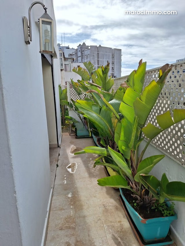 Terrasse vue parc de la ligue arabe — 3