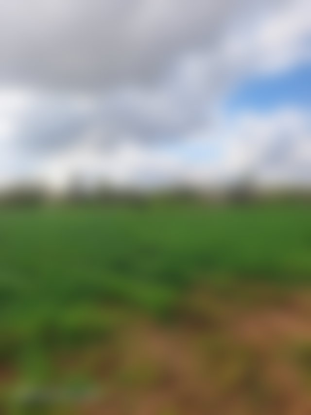 أرض فسيحة للبيع بطريق أوريكا مراكش — 4