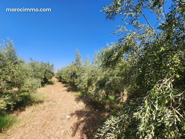 Ferme à vendre – Route Ourika, Marrakech — 4