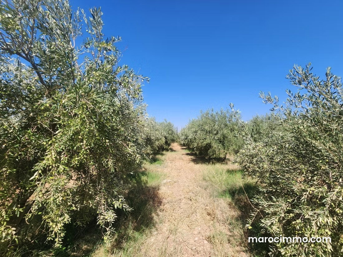18,000 m² Farm on the Ourika Road, Marrakech, with Well — Marrakesh