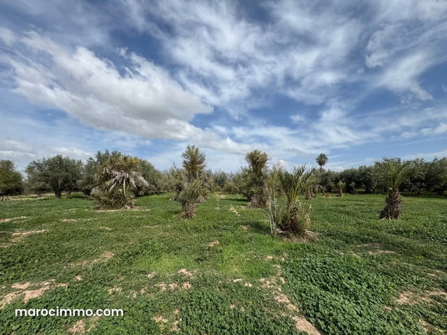 Palmeraie terrain 3,79 hectares — 2