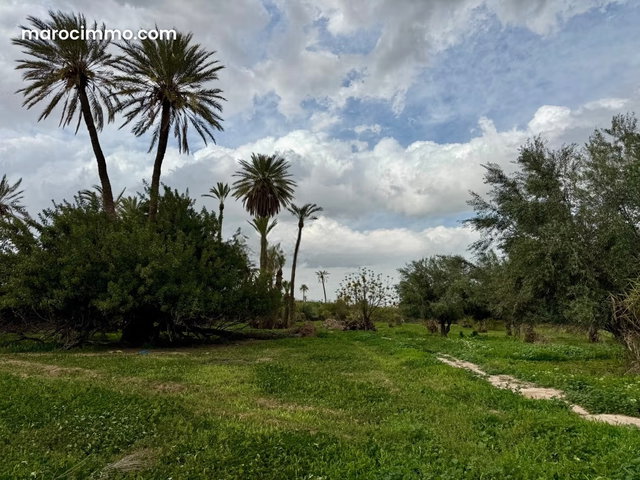 Palmeraie terrain 3,79 hectares — 3