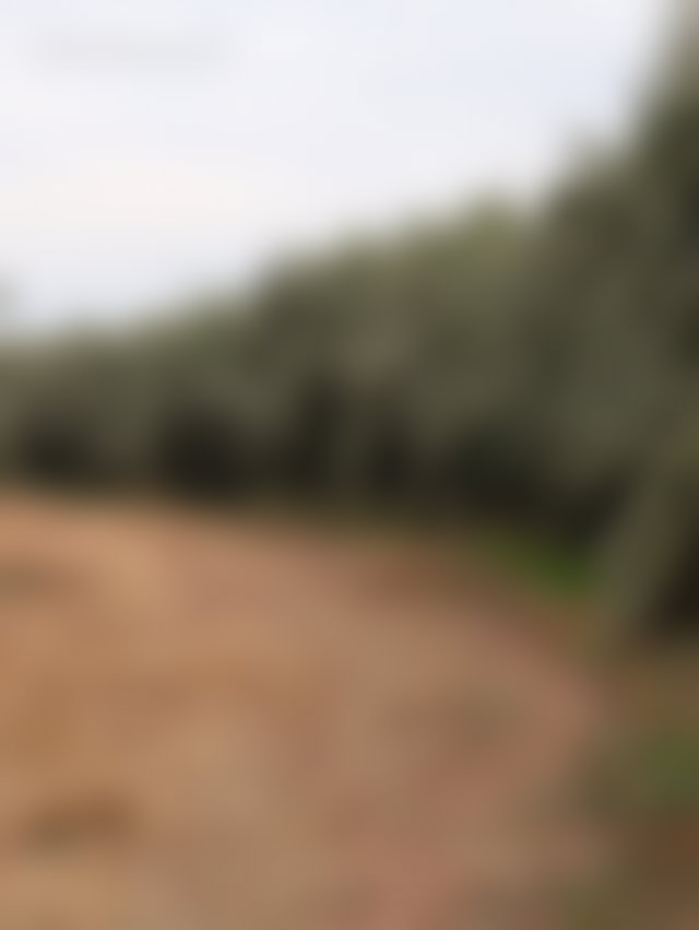 5-Hectare Agricultural Land on the Route de Fès, Marrakech — 5
