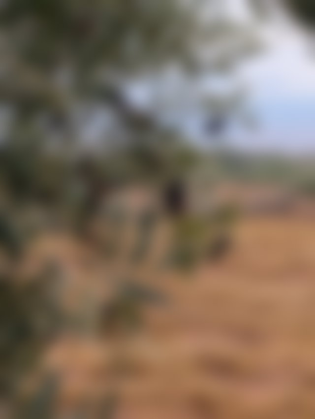 5-Hectare Agricultural Land on the Route de Fès, Marrakech — 2