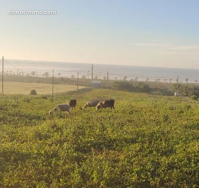 Land for sale in Dar Bouazza. Surface area of 29820 m² — Dar Bouazza