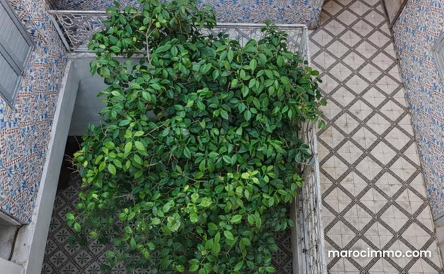 Riad a renover — 4