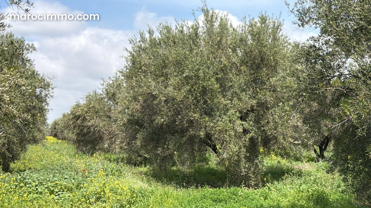 3-Hectare Agricultural Farm in Ait Ourir with Olive Grove — Ait Ourir