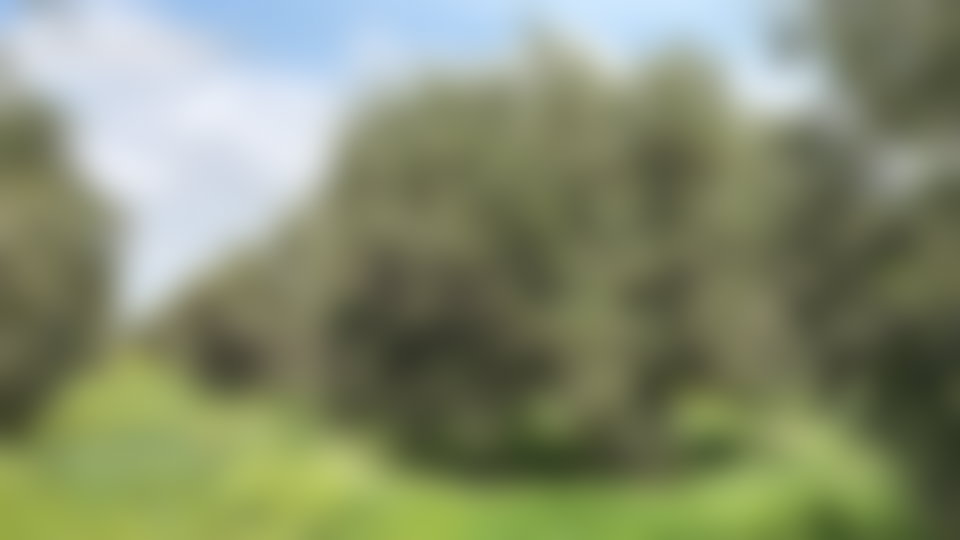 مزرعة زيتون جاهزة للإنتاج في آيت أورير